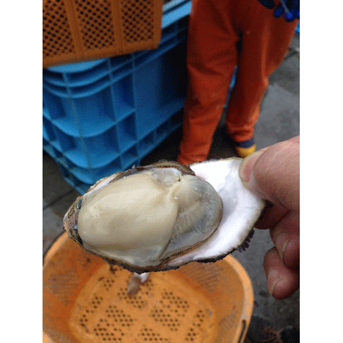 牡蠣アップ（志津川）
